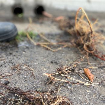Drain Doctors Ventura County - Roots freed from landscape drain - Plumbing Near Me - Simi Valley, California Drain Doctors Ventura County - Roots freed from landscape drain - Plumbing Near Me - Simi Valley, California