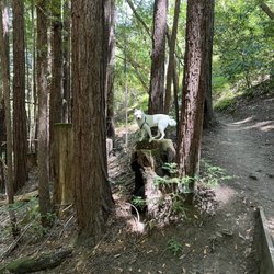 Lodato Park Trail - Bodhi must be announcing his run for presidency because he is out on the stump!