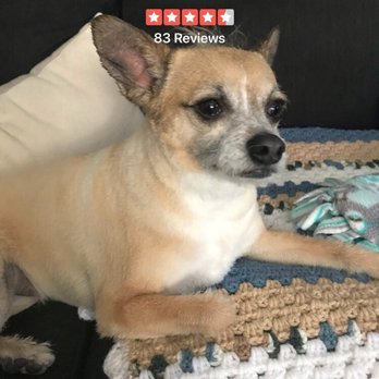 K9 Klipper - Pet Groomers Near Me - Huntington Beach, California