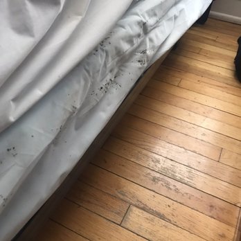Intact Pest Control Management - Bed bugs - Pest Control Near Me - Chicago, Illinois