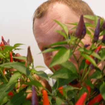 Chicago Botanic Garden - Husband lost in pepper shrub centerpiece at the garden cafe - Botanical Gardens Near Me - Glencoe, Illinois