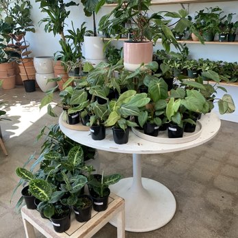 Grow Plant Shop - Nurseries & Gardening Near Me - Fort Worth, Texas Grow Plant Shop - Nurseries & Gardening Near Me - Fort Worth, Texas