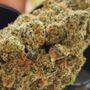 Photo of Apotheca Cannabis Dispensary
