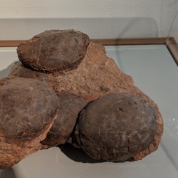 Naturkundliches Bildungszentrum - Dino-Eier