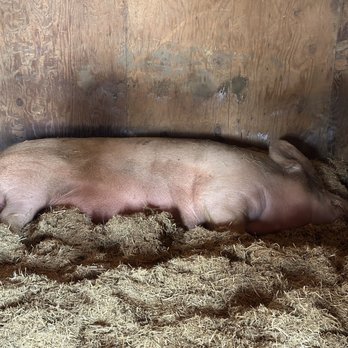 Farm Sanctuary - Animal Shelters Near Me - Acton, California Farm Sanctuary - Animal Shelters Near Me - Acton, California