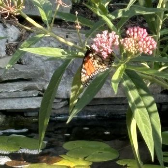 TN Nursery - Butterfly bush in my garden that I originally planted bare root. - Nurseries & Gardening Near Me - Altamont, Tennessee TN Nursery - Butterfly bush in my garden that I originally planted bare root. - Nurseries & Gardening Near Me - Altamont, Tennessee