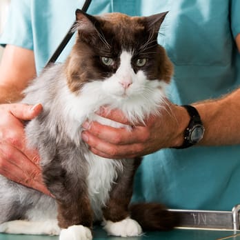Forrest Vet Clinic - Veterinarians Near Me - Clanton, Alabama Forrest Vet Clinic - Veterinarians Near Me - Clanton, Alabama