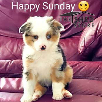 Blue Sky Puppies - Clearwater - Snugs - Pet Adoption Near Me - Clearwater, Florida