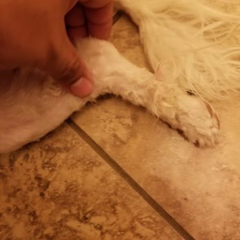 Dirty Dawgs Pet Care - Pet Groomers Near Me - Tucson, Arizona