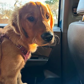 Dogtopia- San Antonio - Pet Groomers Near Me - San Antonio, Texas