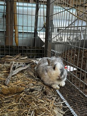 Regina's Farm ( Fazendinha da Regina) by null