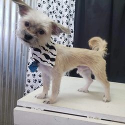 Home Baby Grooming - After