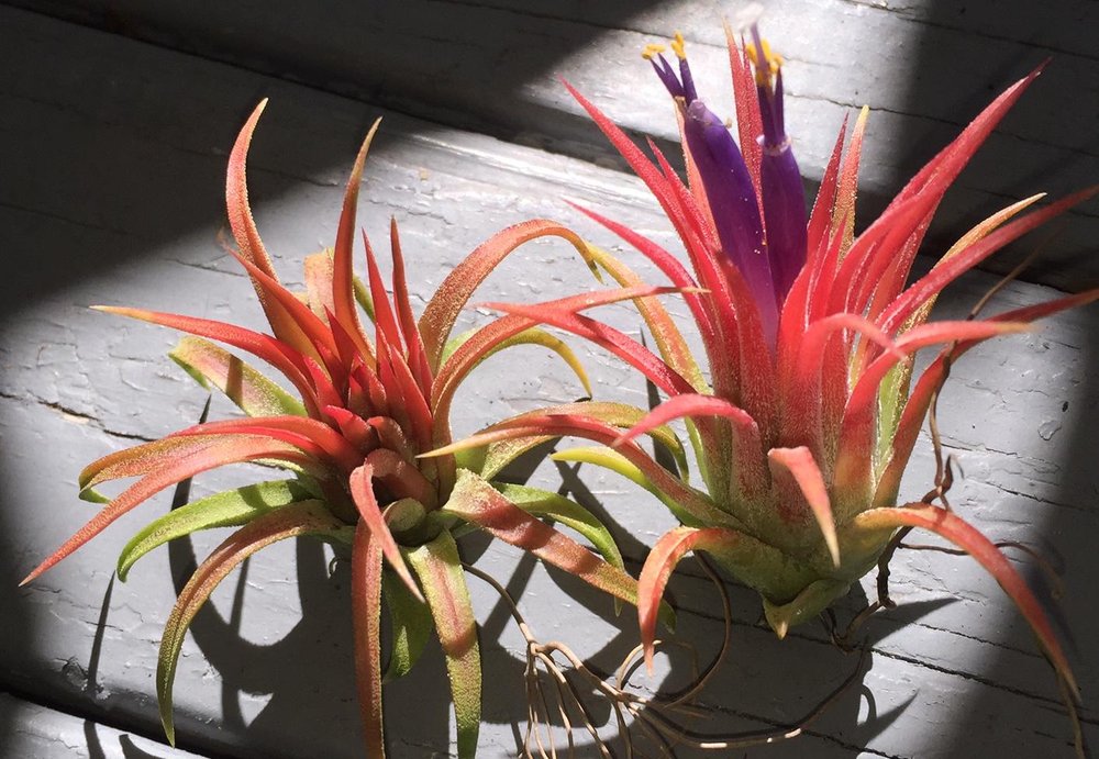 EMERALDAIRPLANTS 501 Shreve St, Punta Gorda, Florida Nurseries