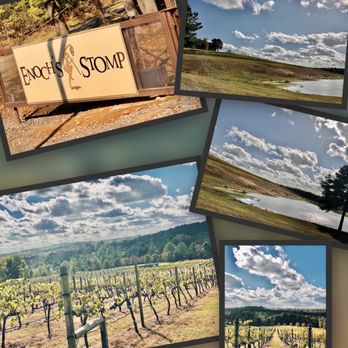 Enoch's Stomp Vineyard & Winery - Beautiful day among the vines - New American Near Me - Harleton, Texas