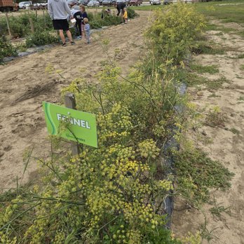 Fishers AgriPark - Fennel - Farms Near Me - Fishers, Indiana