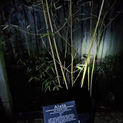 Bamboo Giant Nursery and Gardens - Illuminated enchanted bamboo forest walk-through event