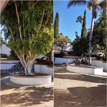 The Branch - Tree before and after - Tree Services Near Me - San Marcos, California The Branch - Tree before and after - Tree Services Near Me - San Marcos, California