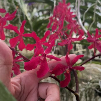 RF Orchids - Nurseries & Gardening Near Me - Homestead, Florida