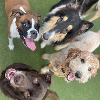 Allie's Walkabout - We offer playgroups for your pup during the day. Always grouped by size, temperament, age and managed by professionally trained staff. - Pet Groomers Near Me - Erlanger, Kentucky Allie's Walkabout - We offer playgroups for your pup during the day. Always grouped by size, temperament, age and managed by professionally trained staff. - Pet Groomers Near Me - Erlanger, Kentucky