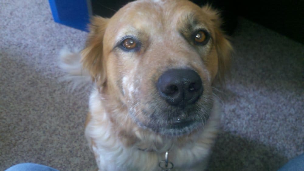 COTTONWOOD VETERINARY HOSPITAL Updated August 2024 13 Reviews