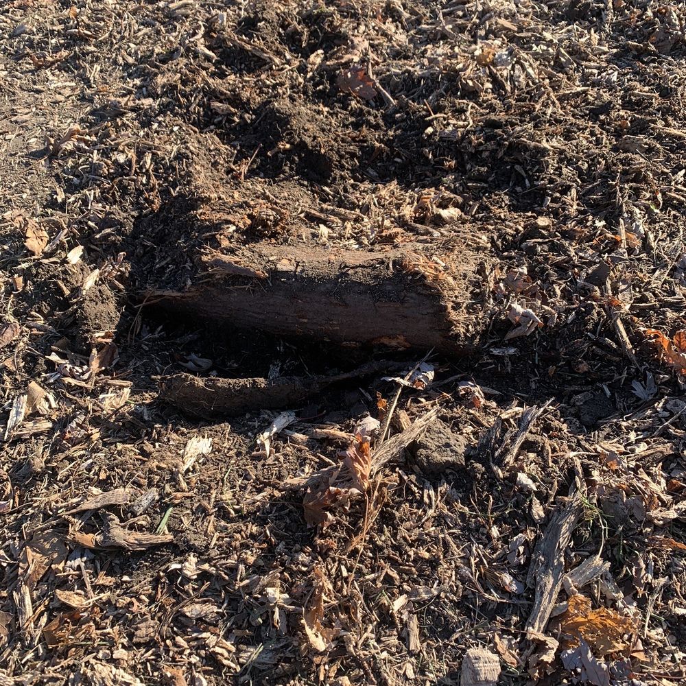 Affordable Tree Care - Pieces of root missed from stump removal. - Tree Services Near Me - Sturtevant, Wisconsin Affordable Tree Care - Pieces of root missed from stump removal. - Tree Services Near Me - Sturtevant, Wisconsin