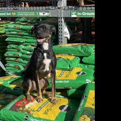 State 48 Dog Training & Service Dogs - Treager at Home Depot