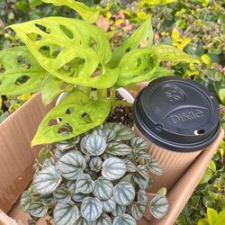 Petals N Wings - Plants and coffee complete my weekend