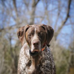 Mj Pet Photography