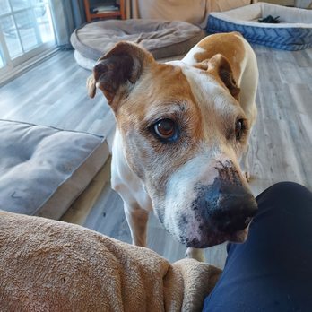 Paws Into Grace - Jackson - Pet Hospice Near Me Paws Into Grace - Jackson - Pet Hospice Near Me