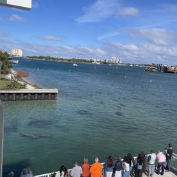 There be manatees! There be manatees!