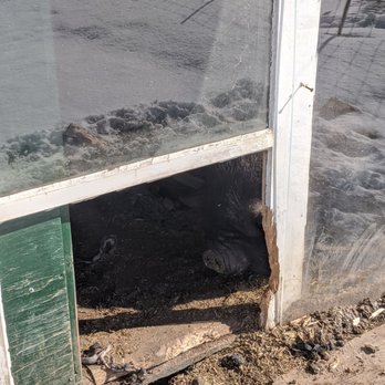 Indian Garden Farms - a black cat laying in a hole - Farmers Market Near Me - Bridgewater, Nova Scotia Indian Garden Farms - a black cat laying in a hole - Farmers Market Near Me - Bridgewater, Nova Scotia