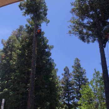 TreeMax Tree Service - Tree Services Near Me - Roseville, California TreeMax Tree Service - Tree Services Near Me - Roseville, California