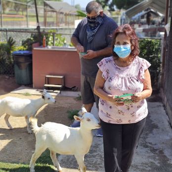 Montebello Barnyard Zoo - Personal experience with goats love it - Petting Zoos Near Me - Montebello, California Montebello Barnyard Zoo - Personal experience with goats love it - Petting Zoos Near Me - Montebello, California