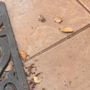 X Out Pest Services - Pest Control Near Me - Austin, Texas X Out Pest Services - Pest Control Near Me - Austin, Texas