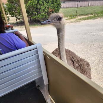 Fossil Rim Wildlife Center - Zoos Near Me - Glen Rose, Texas Fossil Rim Wildlife Center - Zoos Near Me - Glen Rose, Texas