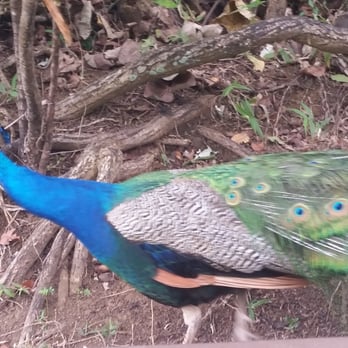 Chef George Eats - Peacocks - Caterers Near Me