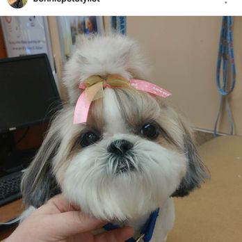 PetSmart Dog Training - Shihtzu Princess by Bonnie - Pet Training Near Me - St George, Utah