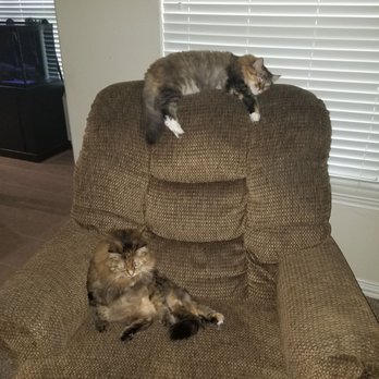 Fat Cat Flats - Pet Sitting Near Me - Houston, Texas