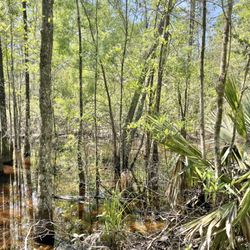 Swamp