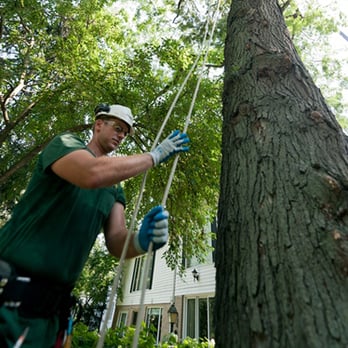 The Davey Tree Expert Company - Tree Services Near Me - Colma, California The Davey Tree Expert Company - Tree Services Near Me - Colma, California