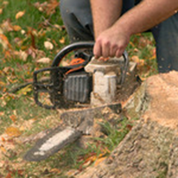 1. Sanchez Tree Services