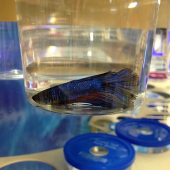 PetSmart Grooming - beta fish - Pet Groomers Near Me - Santa Barbara, California PetSmart Grooming - beta fish - Pet Groomers Near Me - Santa Barbara, California