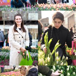 Bloomia USA - Field of Tulips D.C. CityCenter