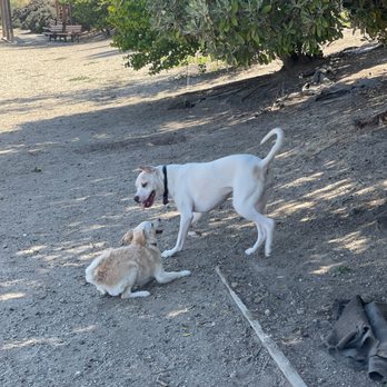 Peace, Love and Dogs - A fun playdate at the park! - Dog Walkers Near Me Peace, Love and Dogs - A fun playdate at the park! - Dog Walkers Near Me