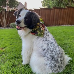 My dog, in the grass, with a fence behind him. My dog, in the grass, with a fence behind him.