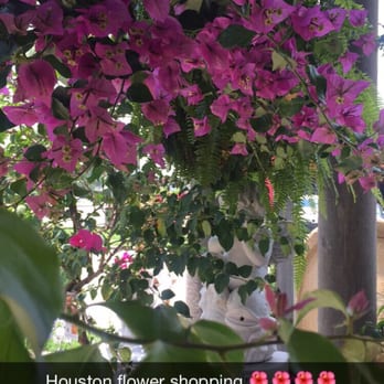 River Oaks Plant House - This place is gorgeous! - Florists Near Me - Houston, Texas River Oaks Plant House - This place is gorgeous! - Florists Near Me - Houston, Texas