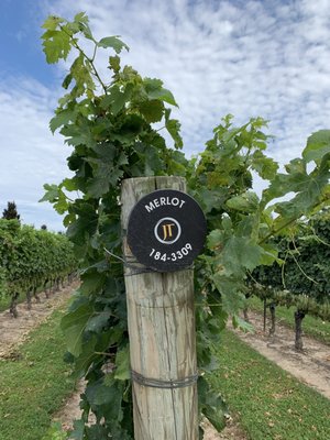 Zoom Leisure Bikes: Bicycle, E-bike Rentals and Wine Tours in Niagara by null