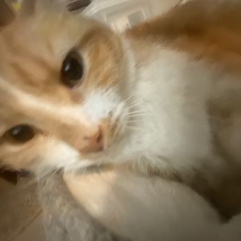 Olive Garden Italian Restaurant - My cat - Italian Near Me - Canton, Georgia