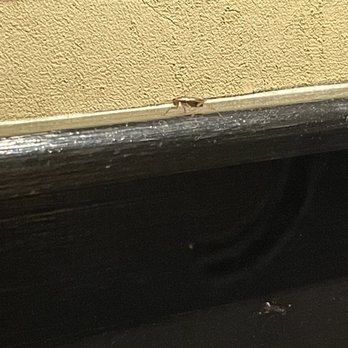 LongHorn Steakhouse - Roach crawling around our dining area at Longhorn Hampton VA. - Steakhouses Near Me - Hampton, Virginia LongHorn Steakhouse - Roach crawling around our dining area at Longhorn Hampton VA. - Steakhouses Near Me - Hampton, Virginia