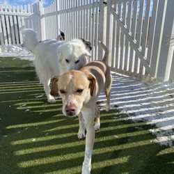 Greenlin Pet Resorts